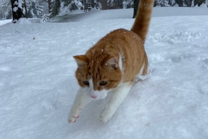 Vermisstmeldung Katze Männliche , 7 jahre Fribourg Schweiz