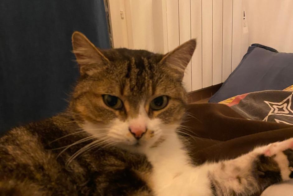 Vermisstmeldung Katze Männliche , 7 jahre Camors Frankreich
