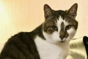 Vermisstmeldung Katze Männliche , 13 jahre Avenches Schweiz