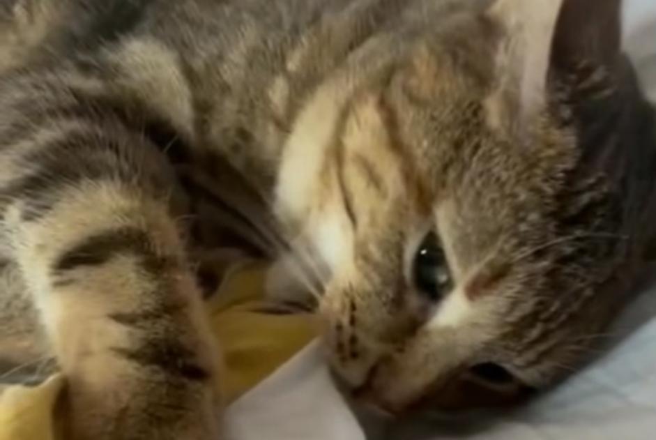 Vermisstmeldung Katze Weiblich , 3 jahre Mouen Frankreich