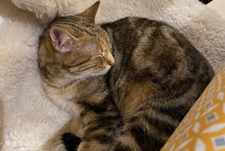 Vermisstmeldung Katze Weiblich , 3 jahre Mouen Frankreich