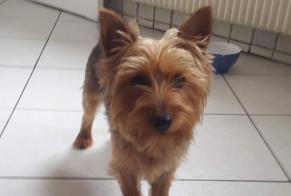 Vermisstmeldung Hund  Weiblich , 9 jahre Berck Frankreich