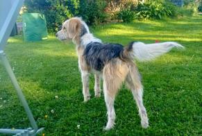 Fundmeldung Hund Unbekannt , 4 Jahre Guénin Frankreich