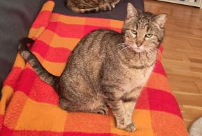 Vermisstmeldung Katze Weiblich , 9 jahre Villars-sur-Glâne Schweiz