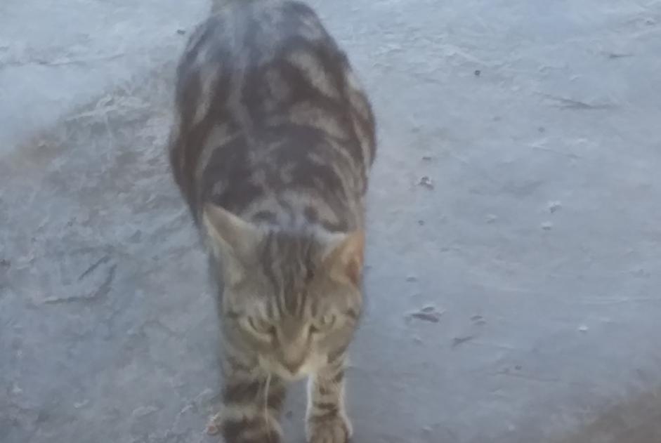 Vermisstmeldung Katze  Weiblich , 3 jahre Bréchaumont Frankreich