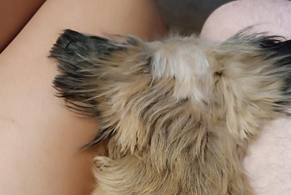 Vermisstmeldung Hund rassenmischung Weiblich , 7 jahre Chiclana de la Frontera Spanien
