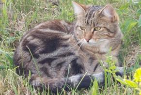 Vermisstmeldung Katze rassenmischung Weiblich , 1 jahre Pont-en-Ogoz Schweiz