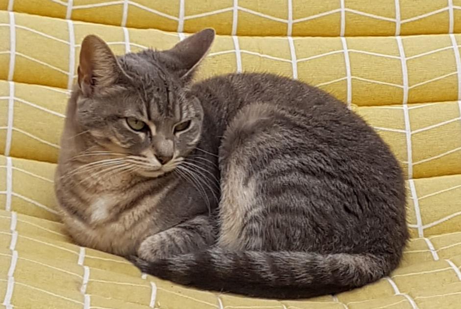 Vermisstmeldung Katze rassenmischung Weiblich , 7 jahre Saint-Amand-Montrond Frankreich