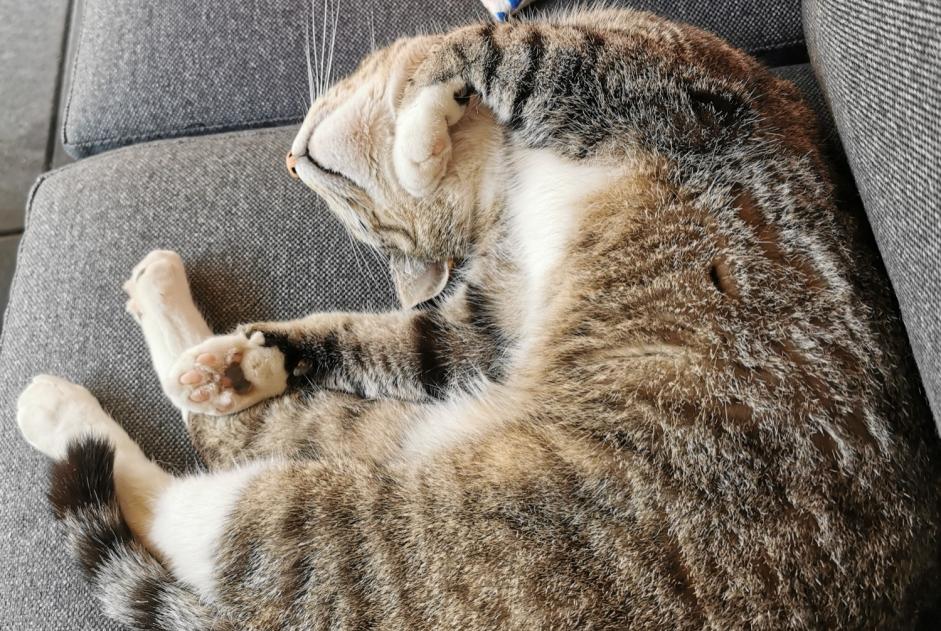 Vermisstmeldung Katze rassenmischung Weiblich , 9 jahre Cañada del Trigo Spanien