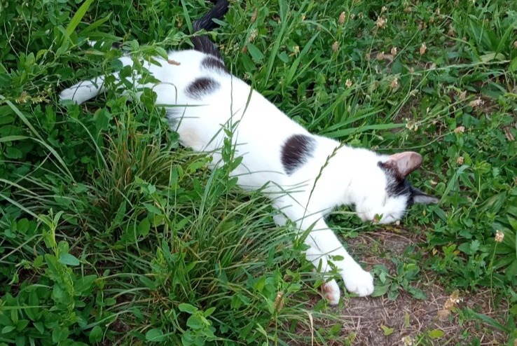 Fundmeldung Katze Weiblich , 1 Jahr Meung-sur-Loire Frankreich