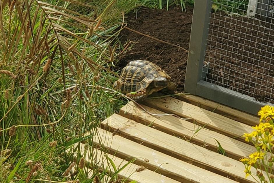 Vermisstmeldung Schildkröte Männliche , 2024 jahre Le Poiré-sur-Vie Frankreich