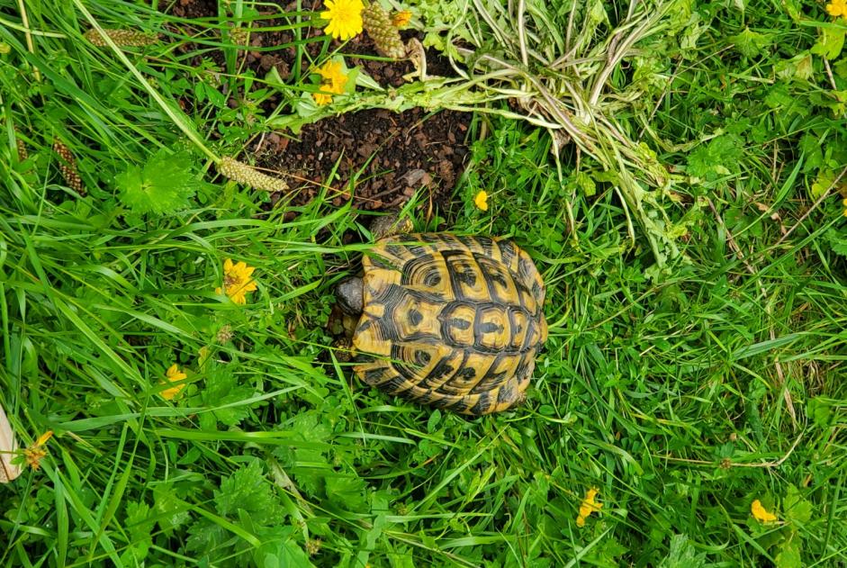 Vermisstmeldung Schildkröte Männliche , 2024 jahre Le Poiré-sur-Vie Frankreich