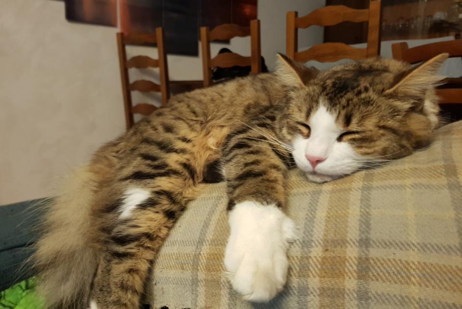 Vermisstmeldung Katze  Männliche , 1 jahre Hérimoncourt Frankreich