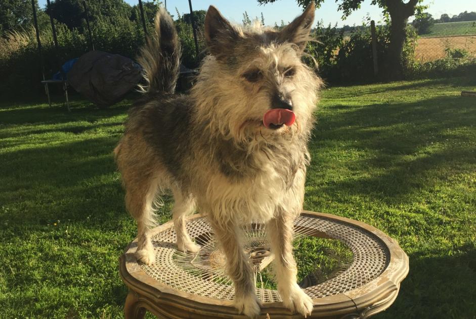 Vermisstmeldung Hund rassenmischung Weiblich , 7 jahre Bézancourt Frankreich