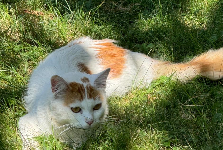 Fundmeldung Katze  Weiblich Lancy Schweiz