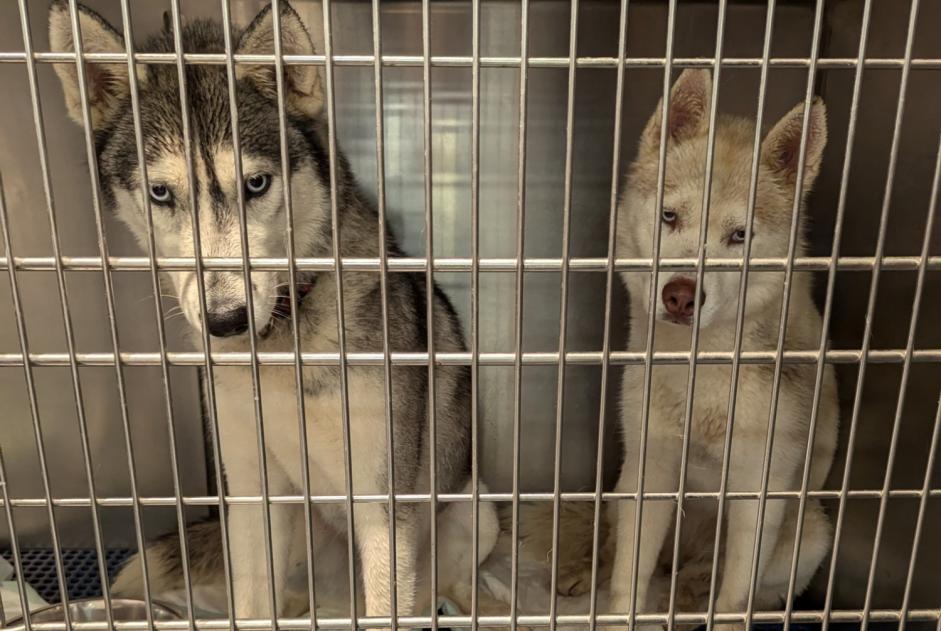 Fundmeldung Hund  Weiblich Rieux-de-Pelleport Frankreich