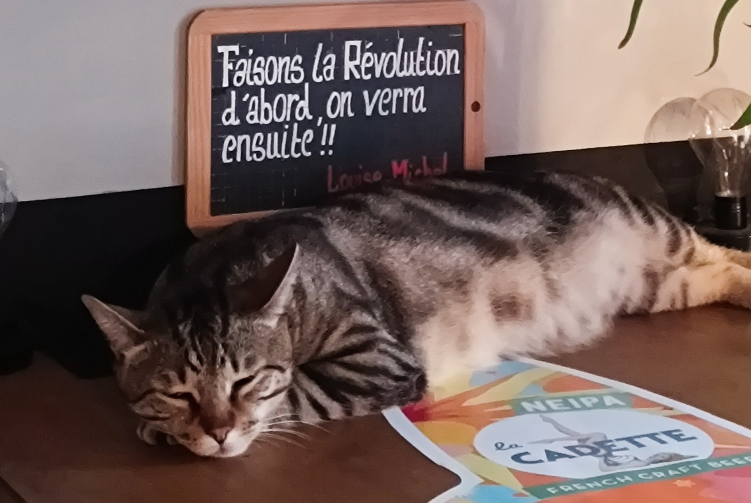 Vermisstmeldung Katze Männliche , 2 jahre Albertville Frankreich