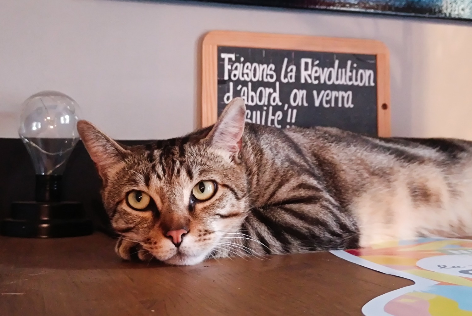 Vermisstmeldung Katze Männliche , 2 jahre Albertville Frankreich