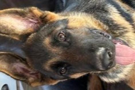 Vermisstmeldung Hund  Männliche , 0 jahre Ontinyent Spanien