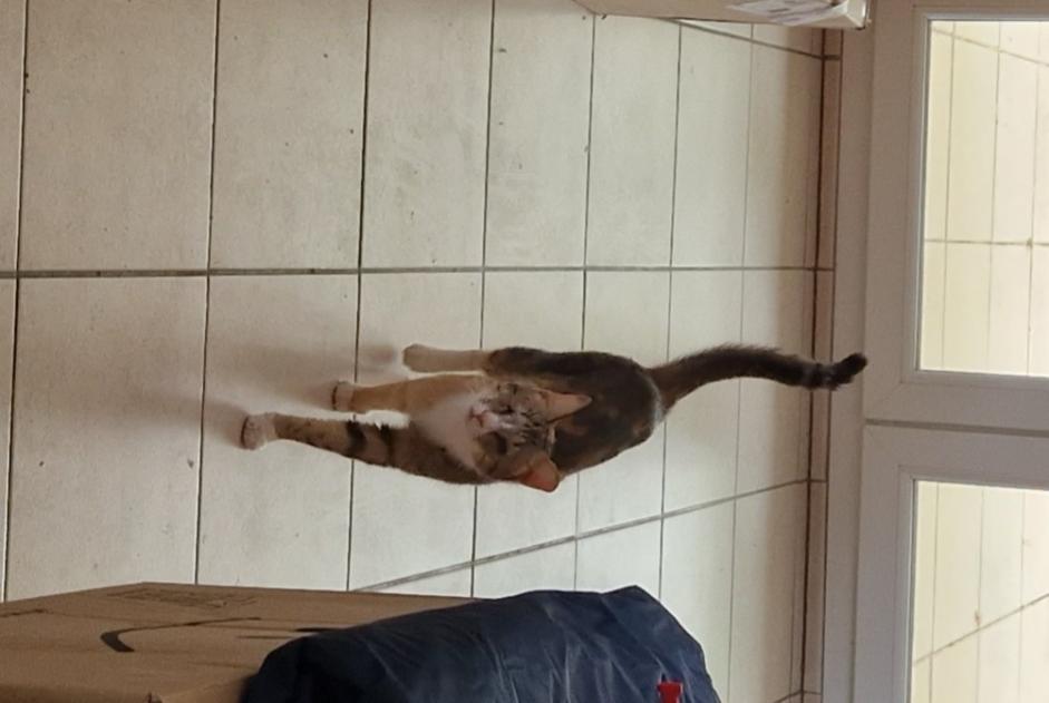 Vermisstmeldung Katze Weiblich , 3 jahre Montpellier Frankreich