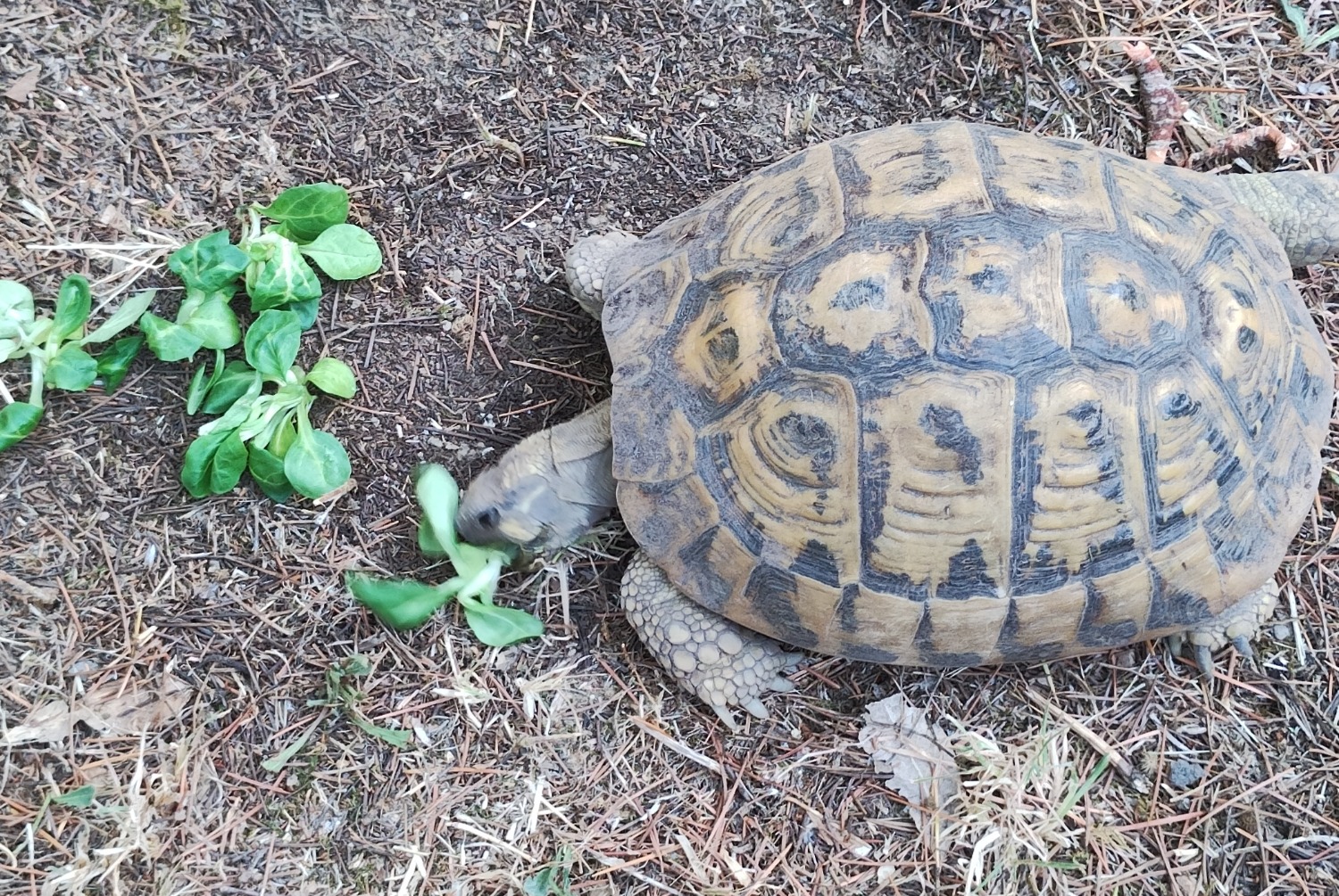 Vermisstmeldung Schildkröte Weiblich , 2024 jahre Parignargues Frankreich