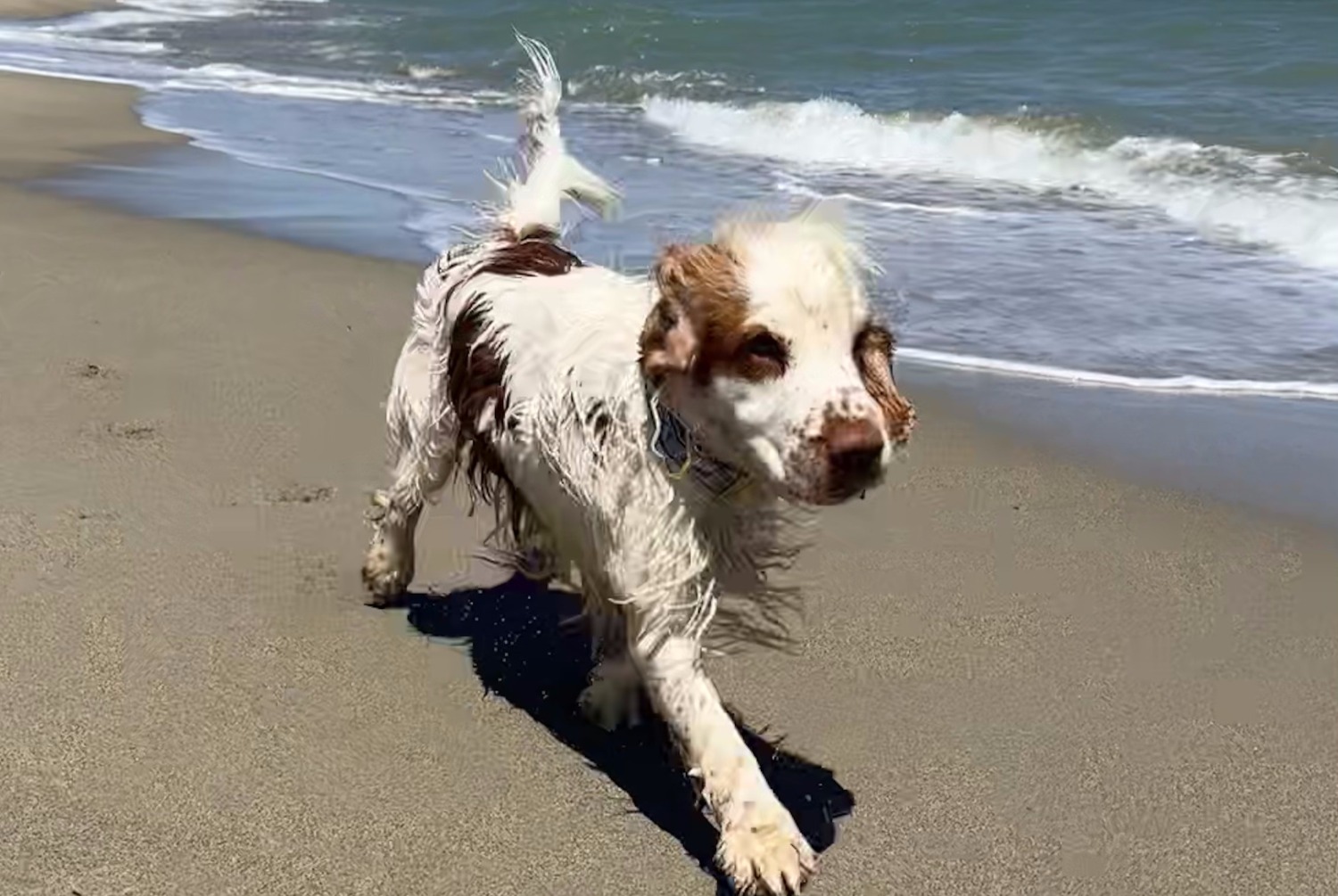 Vermisstmeldung Hund  Männliche , 3 jahre Trappes Frankreich