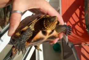 Fundmeldung Schildkröte Unbekannt Neuville-sur-Sarthe Frankreich