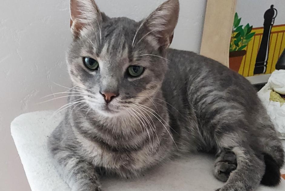 Vermisstmeldung Katze Männliche , 5 jahre Moret-Loing-et-Orvanne Frankreich