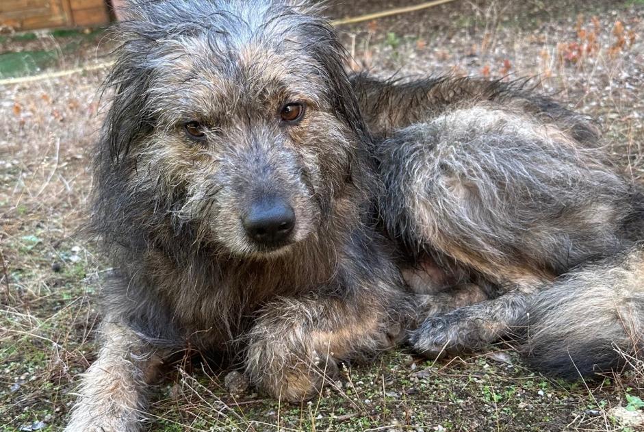 Fundmeldung Hund Männliche , 6 Jahre Speloncato Frankreich