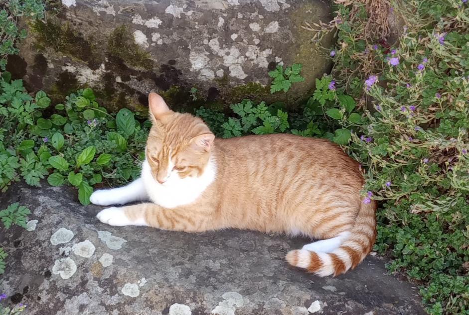 Vermisstmeldung Katze  Männliche , 1 jahre Francheville Frankreich