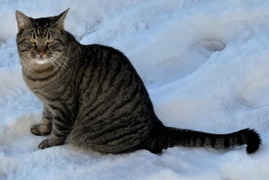 Vermisstmeldung Katze Männliche , 3 jahre Givisiez Schweiz