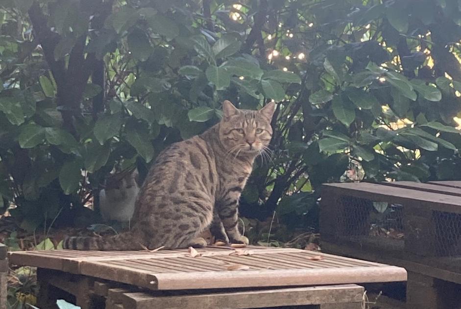 Fundmeldung Katze Männliche Lyon Frankreich