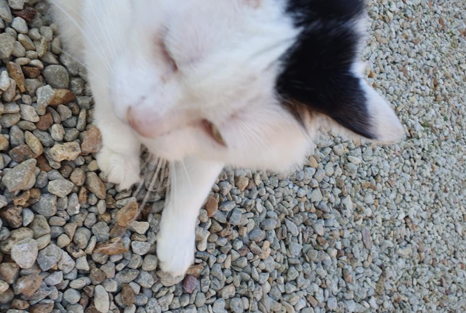 Fundmeldung Katze rassenmischung Unbekannt Brie Frankreich