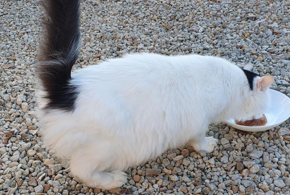 Fundmeldung Katze rassenmischung Unbekannt Brie Frankreich