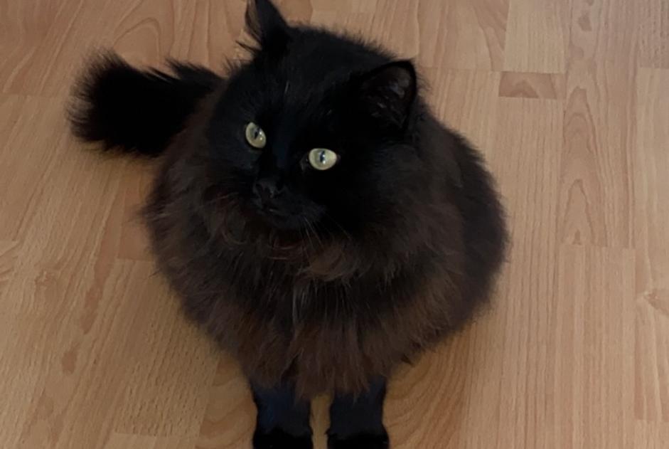 Disappearance alert Cat Male , 5 years Wünnewil-Flamatt Switzerland