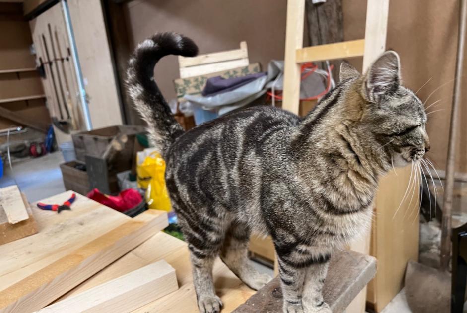 Discovery alert Cat Male Marsens Switzerland
