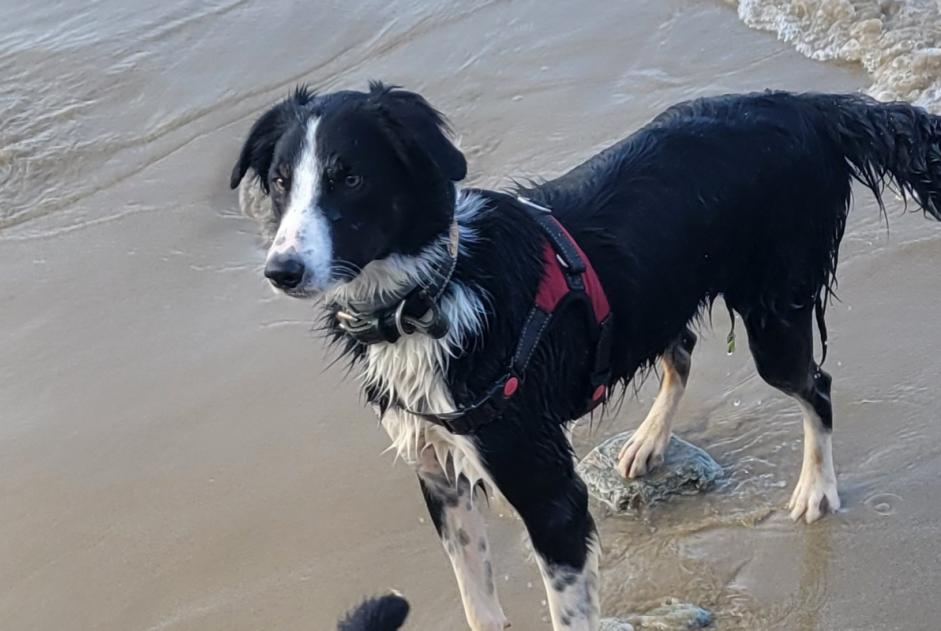 Disappearance alert Dog miscegenation Male , 1 years Mauron France