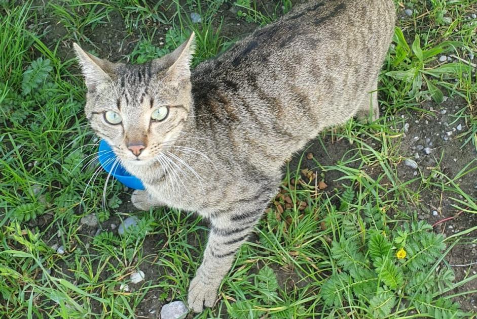 Discovery alert Cat miscegenation Unknown , 1 year Bulle Switzerland