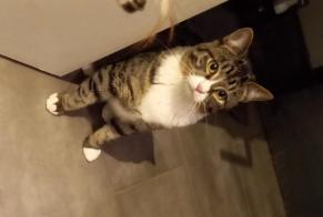 Disappearance alert Cat miscegenation Female , 2 years Larmor-Plage France