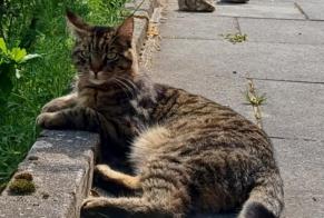 Disappearance alert Cat miscegenation Male , 5 years La Chaux-de-Fonds Switzerland