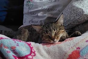 Disappearance alert Cat  Female , 2 years Andrest France