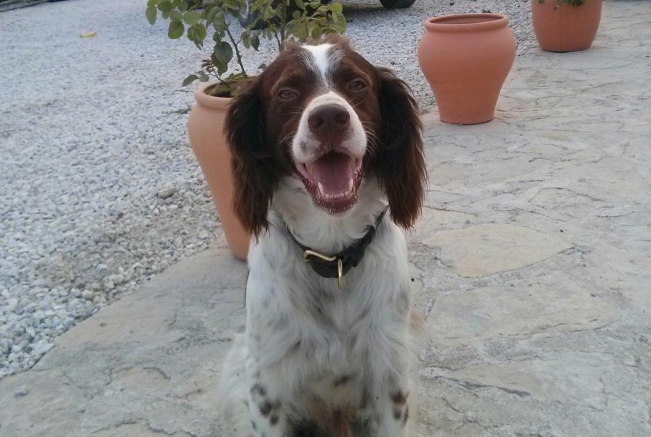 Disappearance alert Dog  Male , 10 years Guájar-Alto Spain