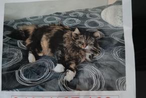 Disappearance alert Cat  Female , 8 years Arlon Belgium