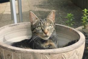 Disappearance alert Cat  Female , 1 years Neuchâtel Switzerland