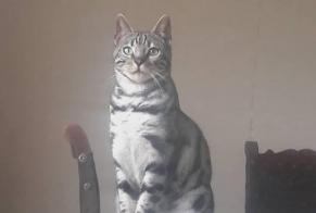 Disappearance alert Cat  Male , 10 years Bray-Dunes France
