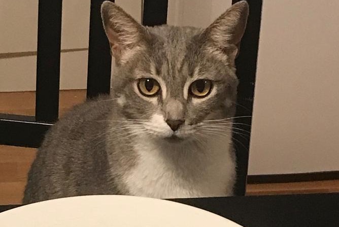 Disappearance alert Cat Female , 9 years Meyrin Switzerland