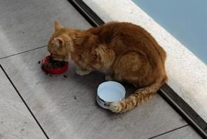 Discovery alert Cat  Male Pont-en-Ogoz Switzerland