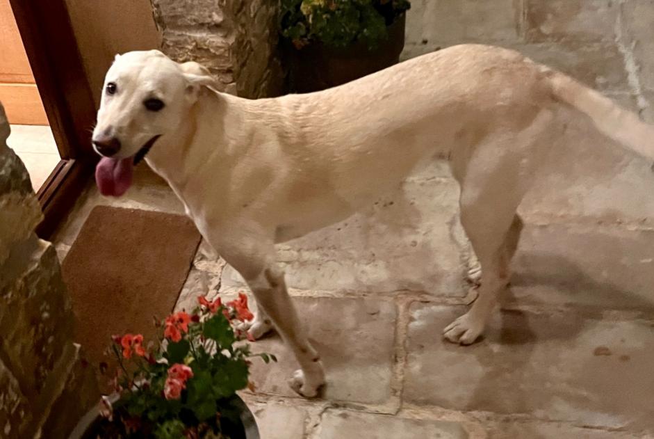 Discovery alert Dog miscegenation Female Cotignac France