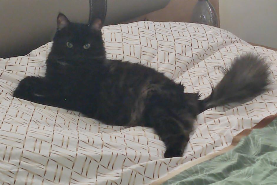 Disappearance alert Cat Female , 1 years Eulmont France
