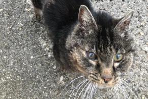 Discovery alert Cat Unknown , 15 years Neuchâtel Switzerland